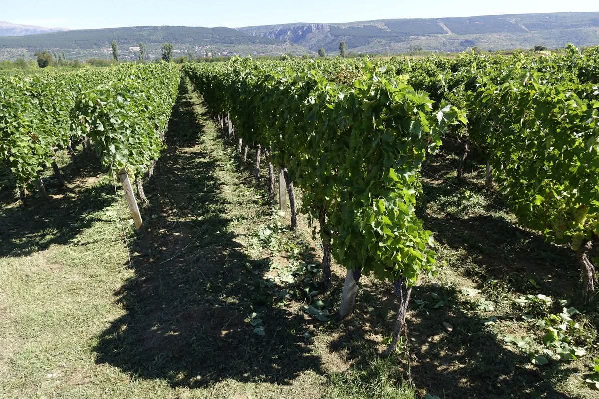 Dobra vijest za vinogradare: brisanje iz ARKOD-a odgođeno do svibnja