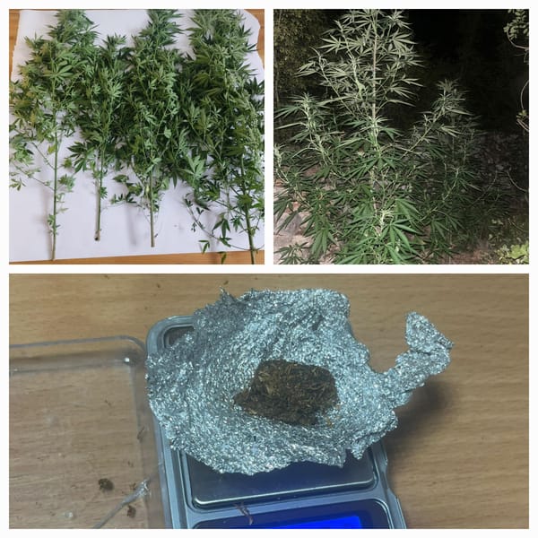 IMOTSKI Oduzet hašiš, marihuana i stabljike marihuane