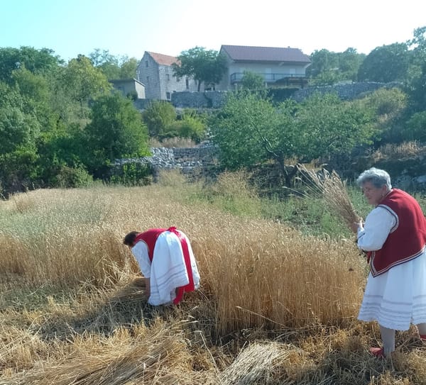 BAŠ KAO NEKADA U Biokovskom selu oživljen tradicijski običaj vezan uz žetvu pšenice