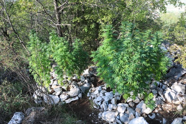 FOTO/VIDEO U Zmijavcima pronađene dvije plantaže marihuane, uhićen 50-godišnjak