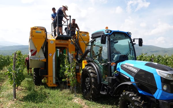 FOTO Povijesna berba grožđa u imotskom vinogorju